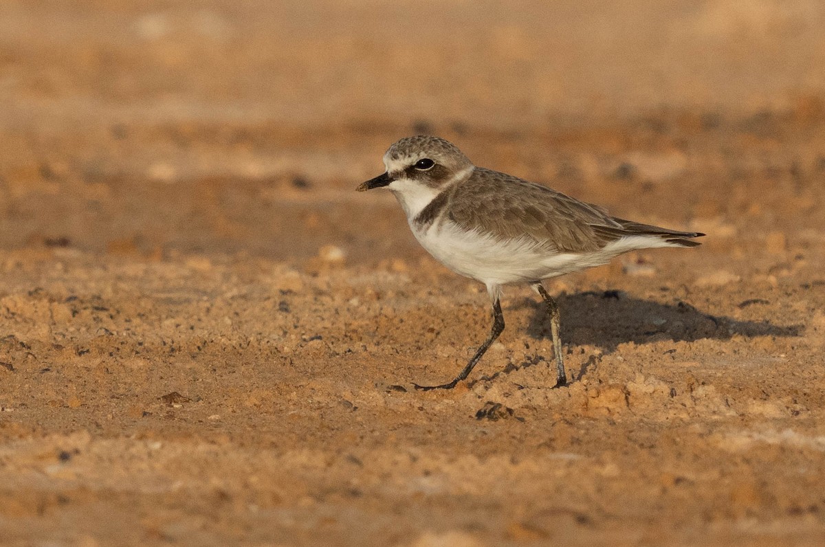 Kentish Plover - ML624462649