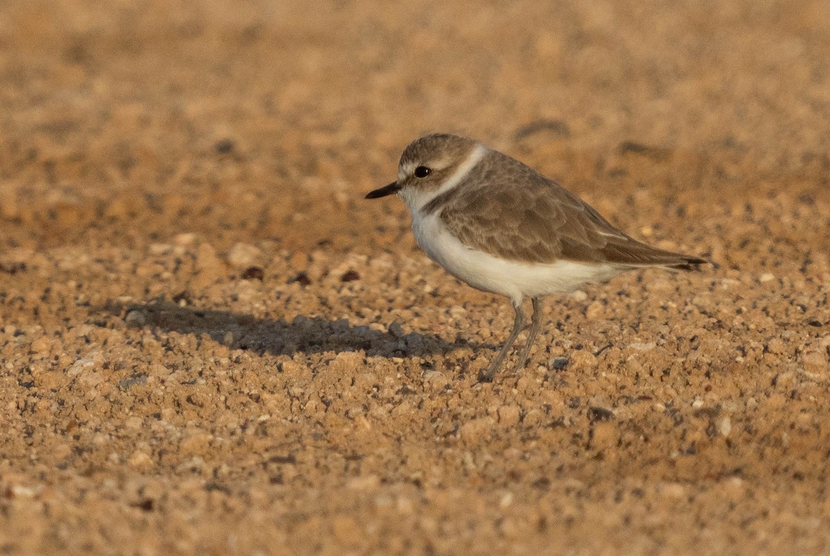 Kentish Plover - ML624462650