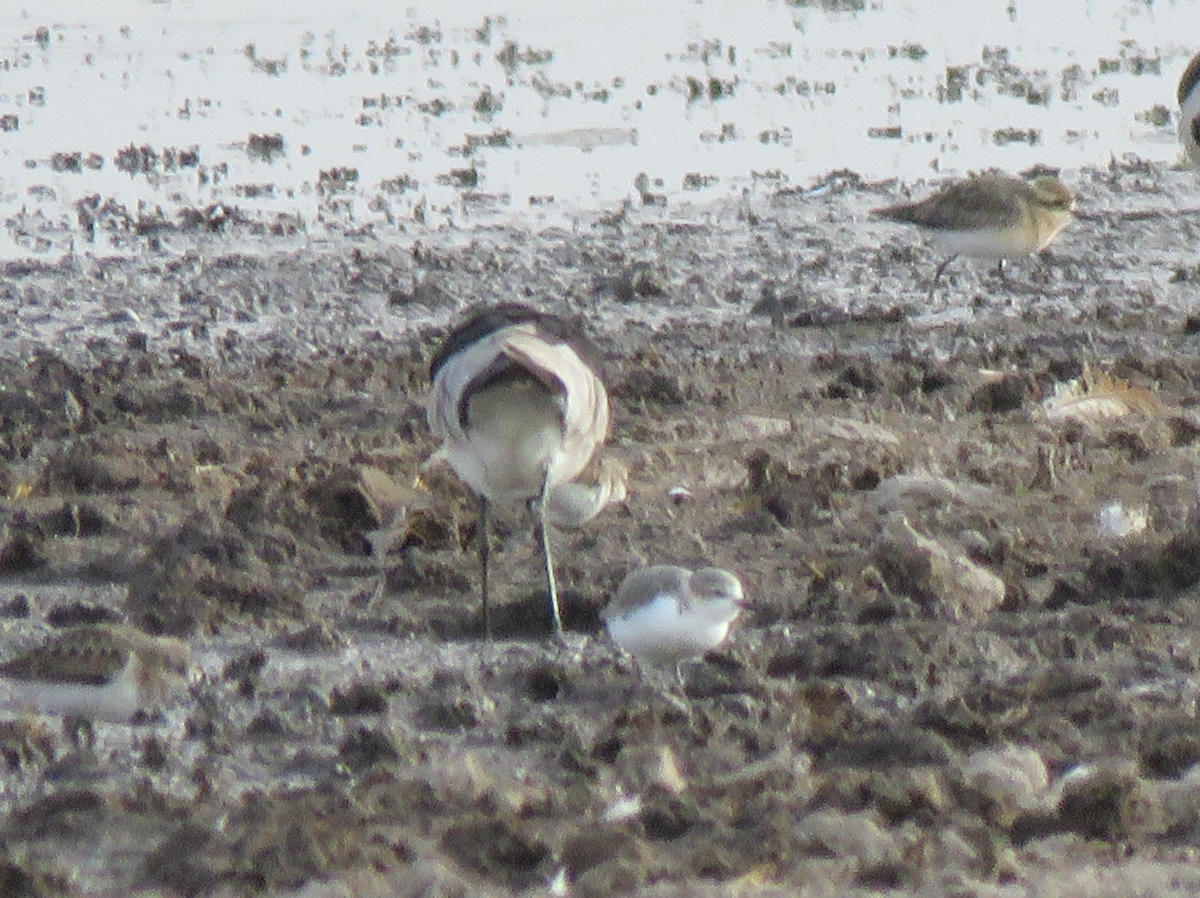 Chestnut-banded Plover - ML624462655