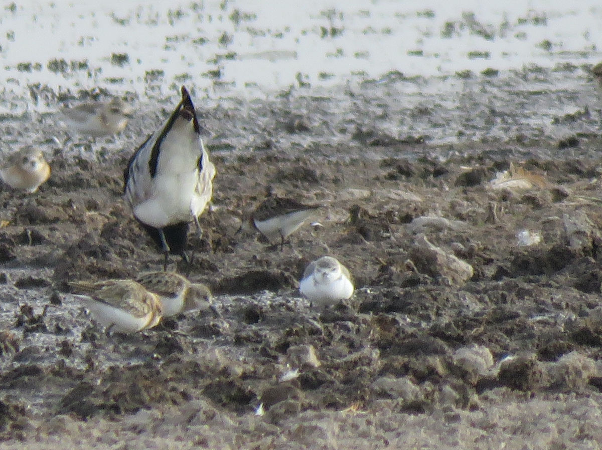 Chestnut-banded Plover - ML624462656