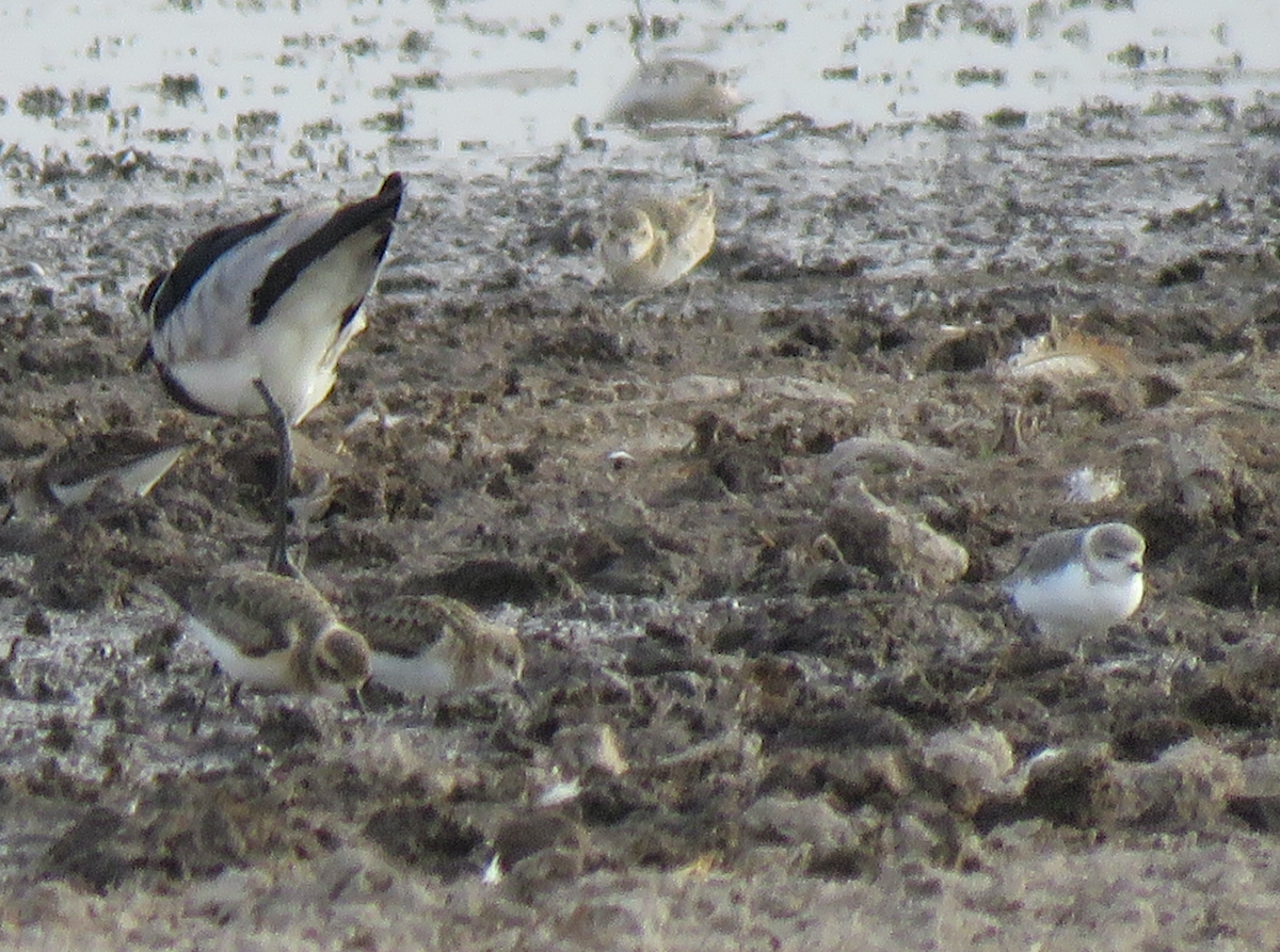 Chestnut-banded Plover - ML624462657