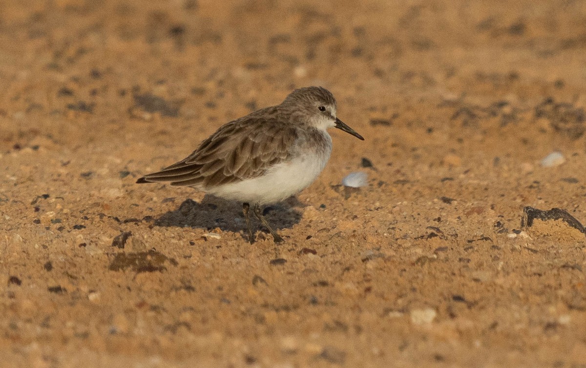 Little Stint - ML624462658