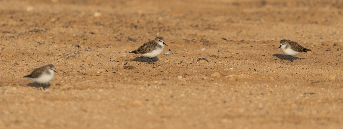 Little Stint - ML624462659