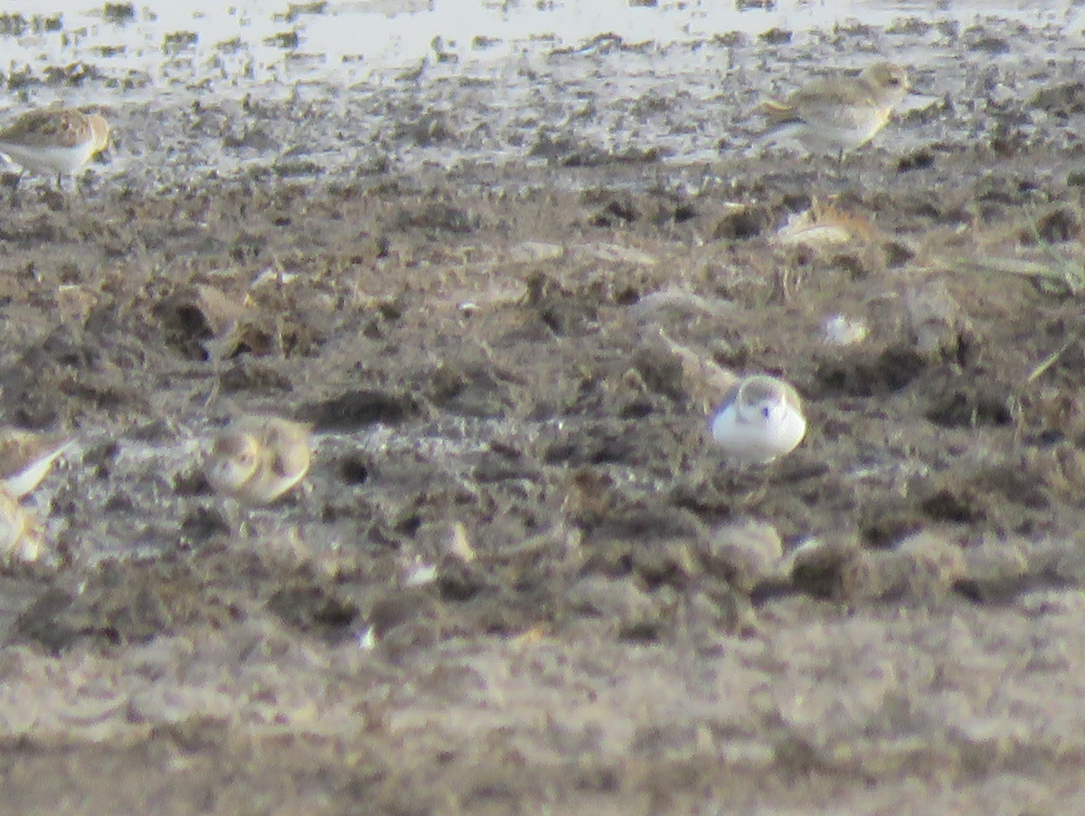 Chestnut-banded Plover - ML624462680