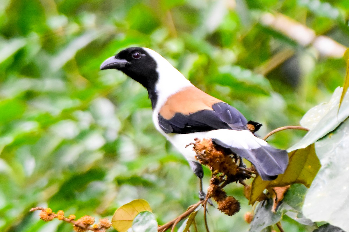 White-bellied Treepie - ML624462693