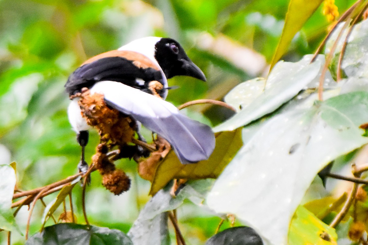 White-bellied Treepie - ML624462694