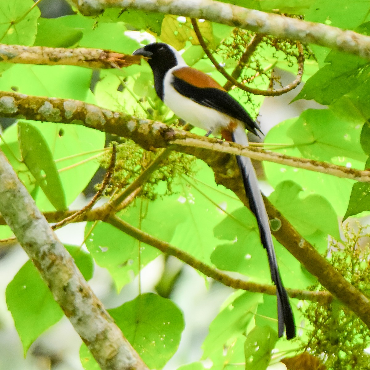 White-bellied Treepie - ML624462695