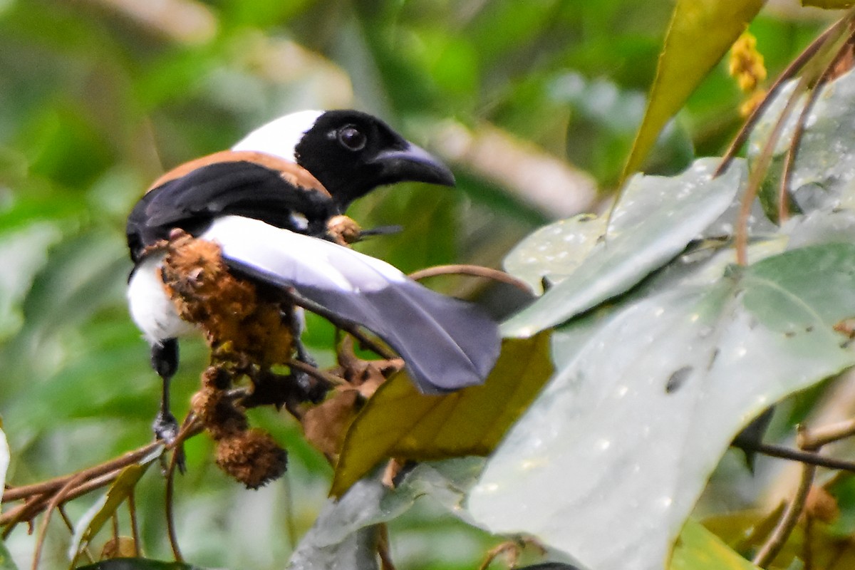 White-bellied Treepie - ML624462696