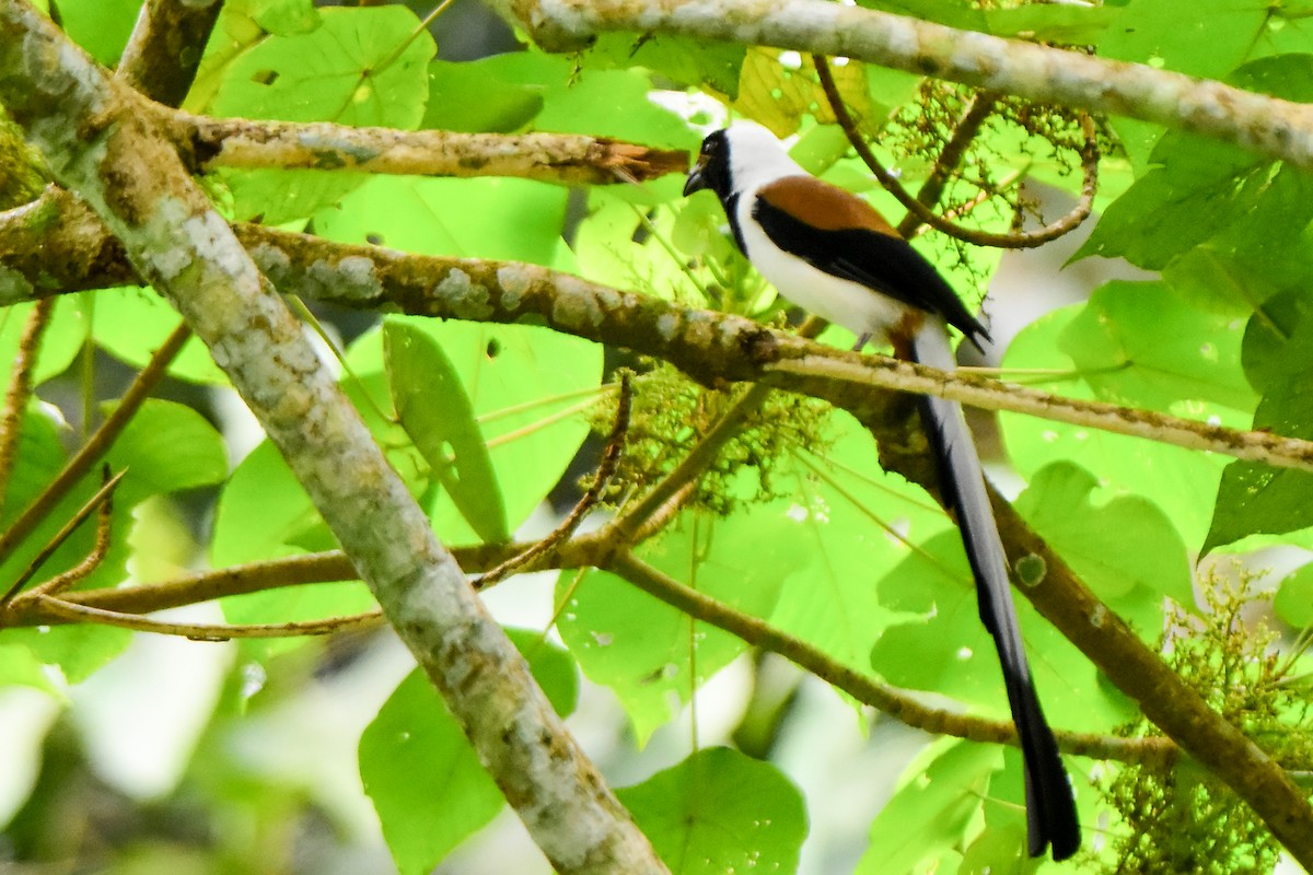 White-bellied Treepie - ML624462697