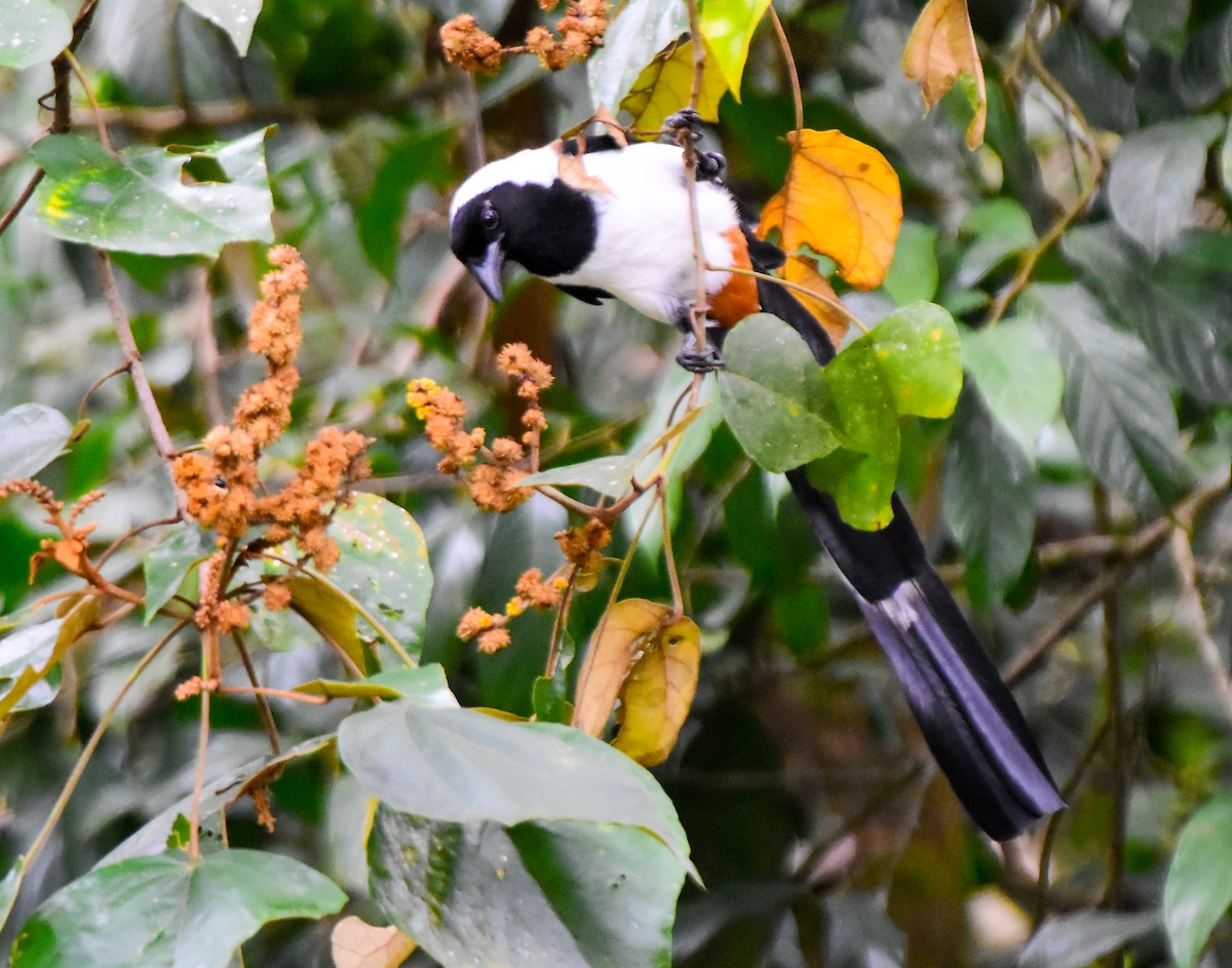 White-bellied Treepie - ML624462699