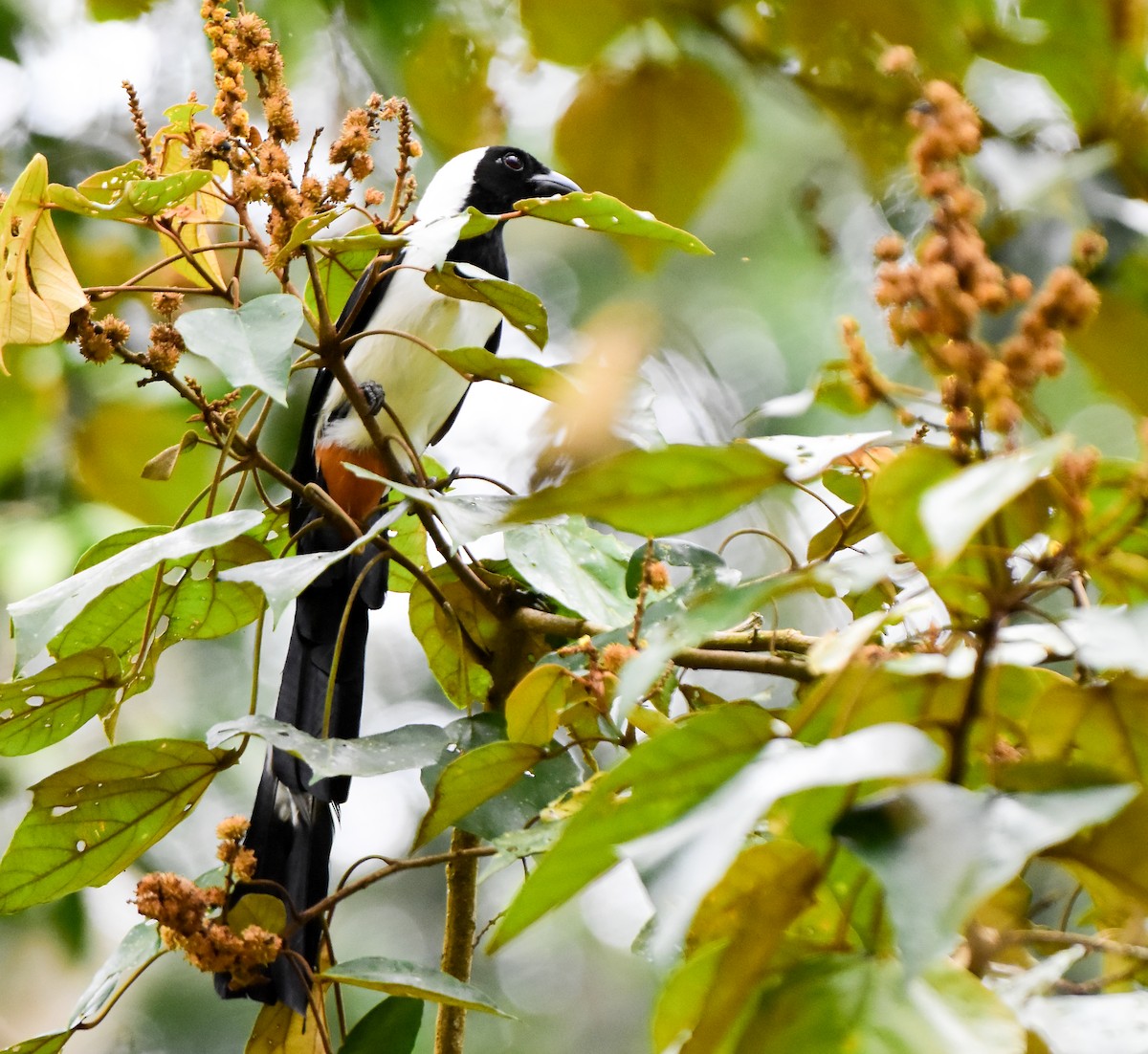 White-bellied Treepie - ML624462700