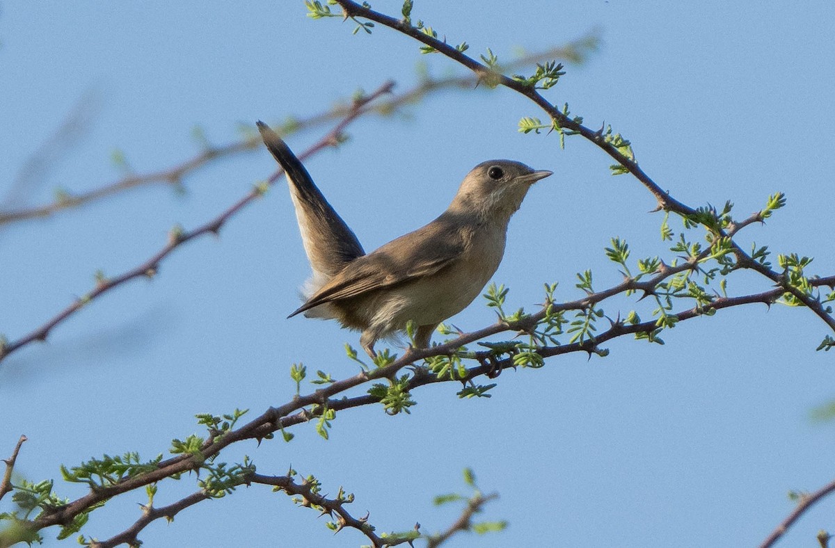 Menetries's Warbler - ML624462702