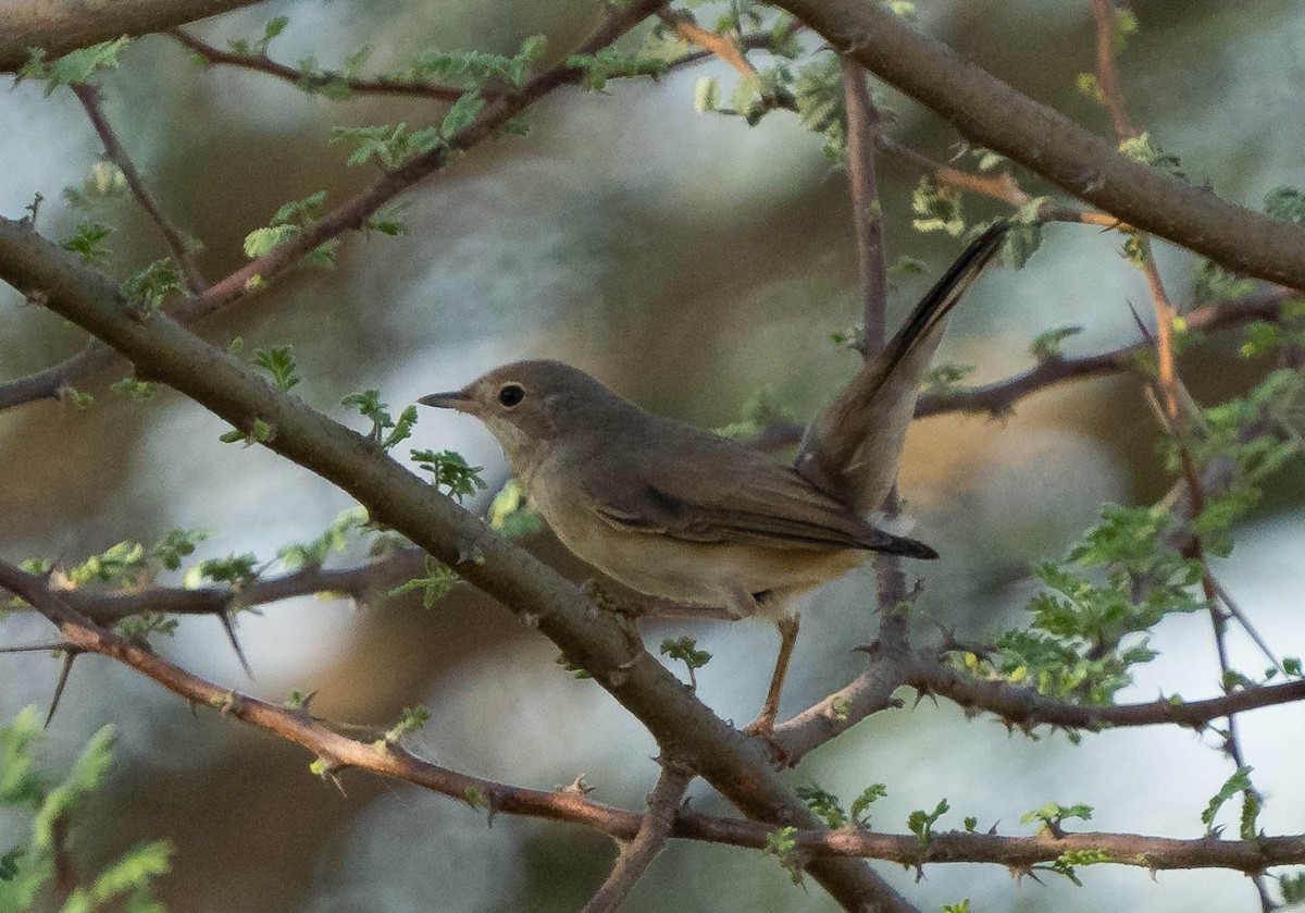 Menetries's Warbler - ML624462703