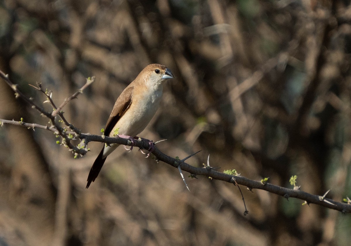 Indian Silverbill - ML624462719