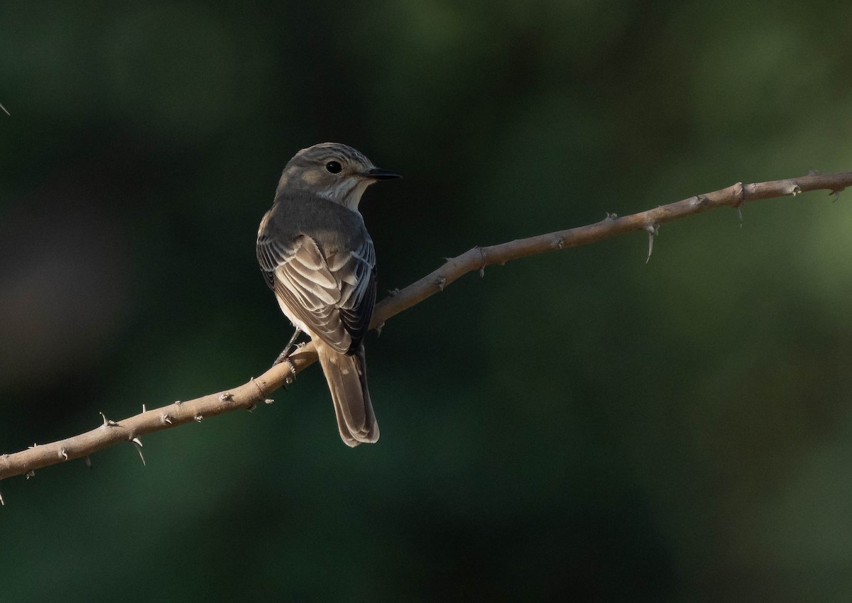 Spotted Flycatcher - ML624462731