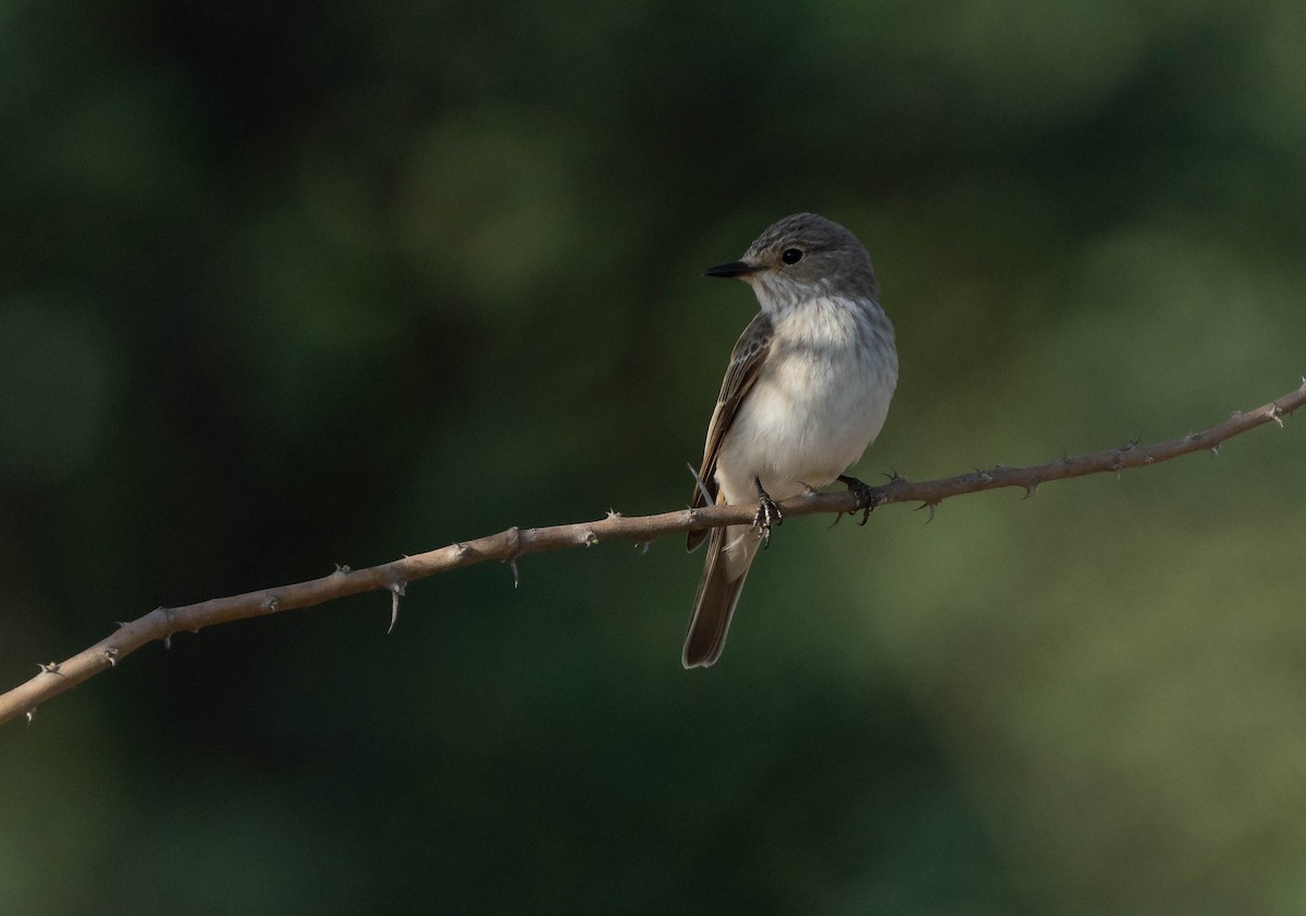 Spotted Flycatcher - ML624462732