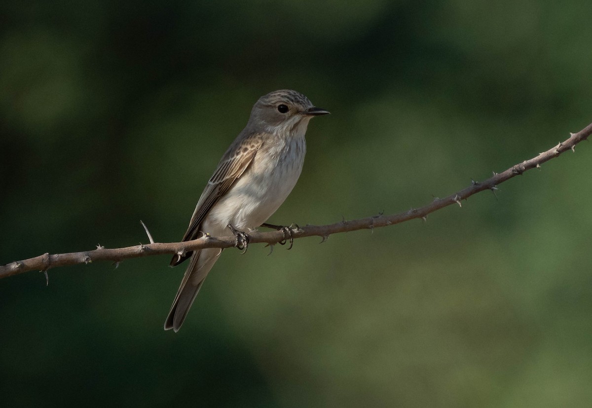 Spotted Flycatcher - ML624462733