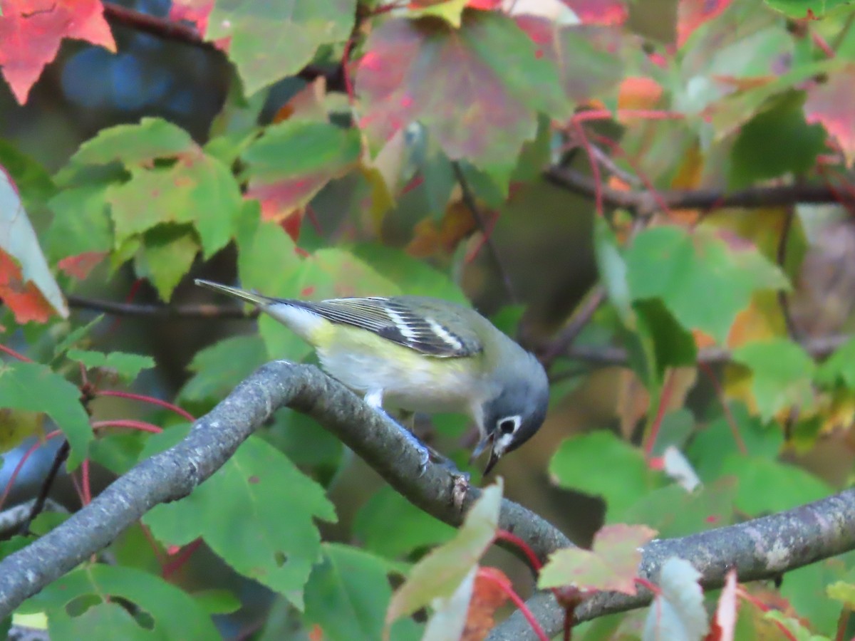 Blue-headed Vireo - ML624462758