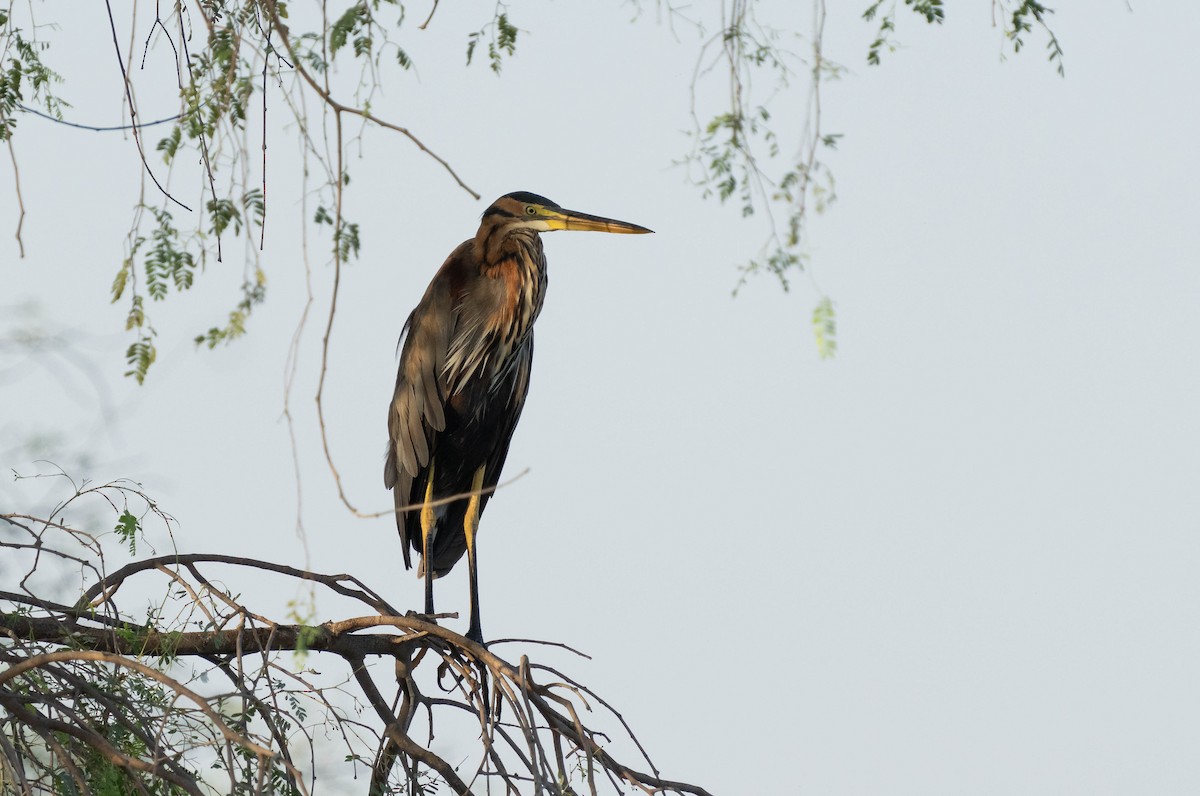 Purple Heron - mariam alghafli