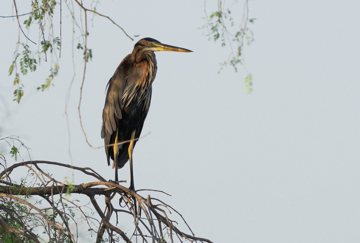 Purple Heron - ML624462793