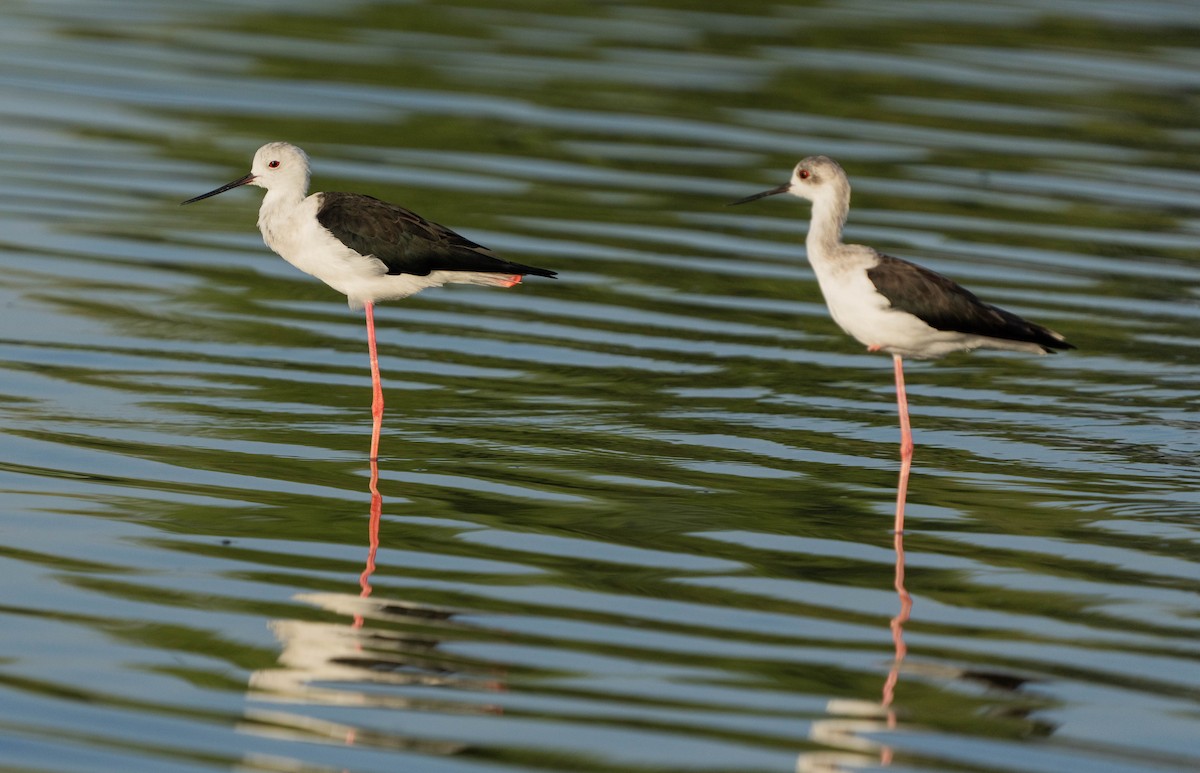 Black-winged Stilt - ML624462797