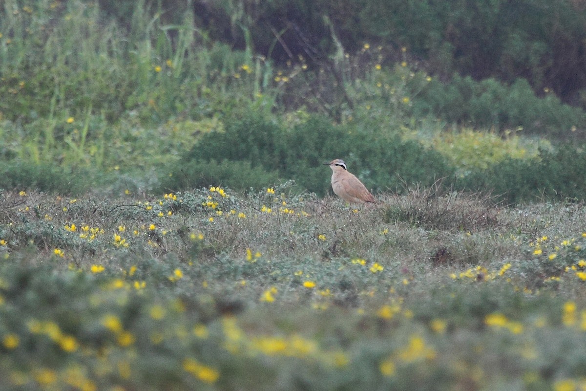 Cream-colored Courser - ML62446311