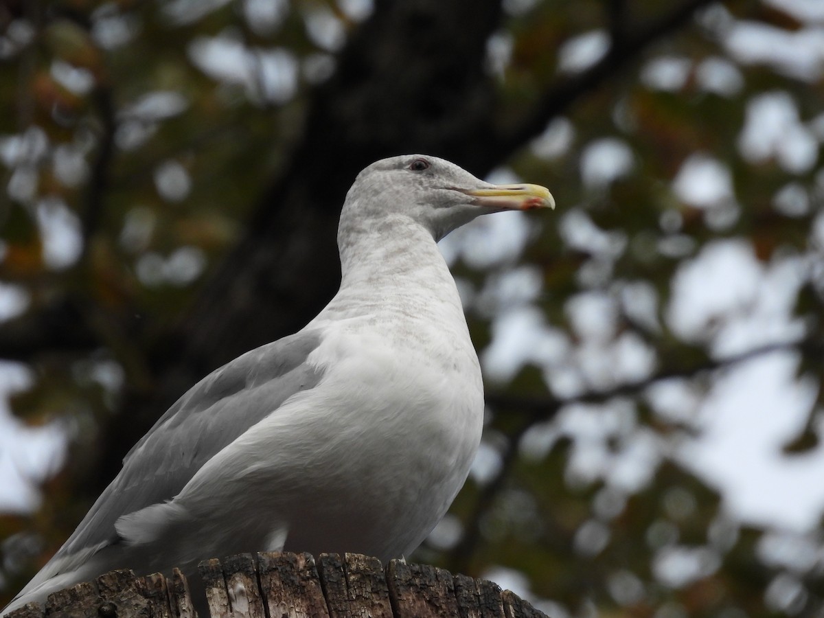 Glaucous-winged Gull - ML624463213