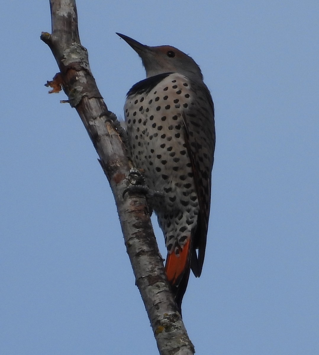 Northern Flicker - Debbie Segal