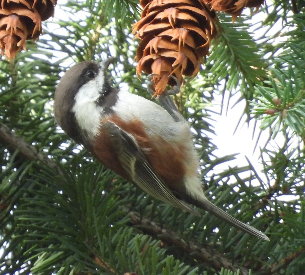 Chestnut-backed Chickadee - ML624463226