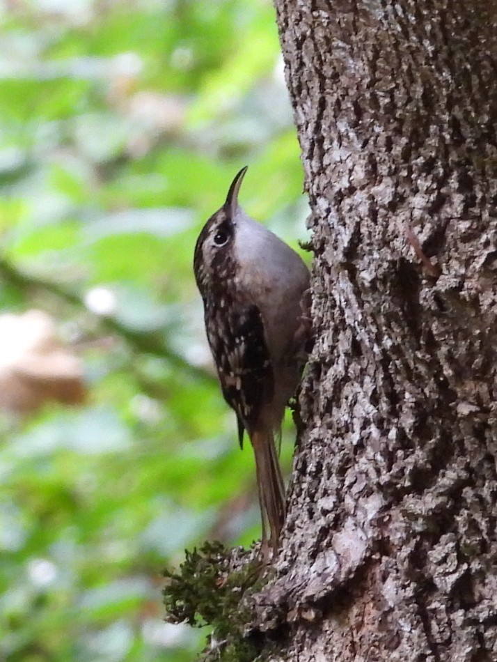 Brown Creeper - ML624463227