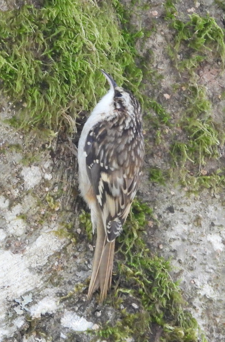 Brown Creeper - ML624463249