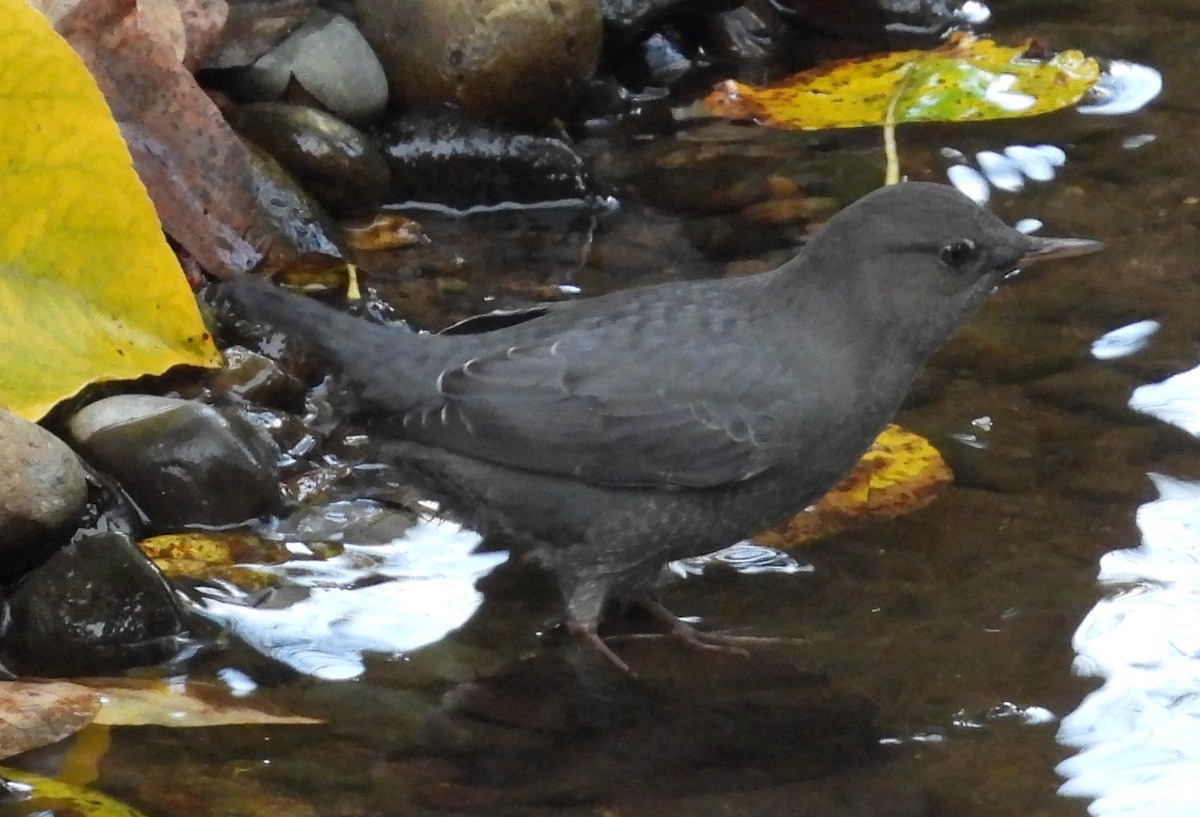 American Dipper - ML624463255