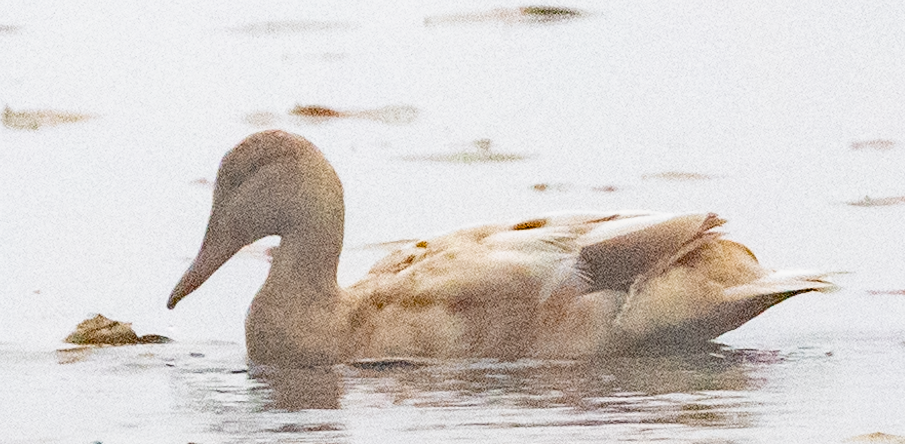 Нугас - ML624463262