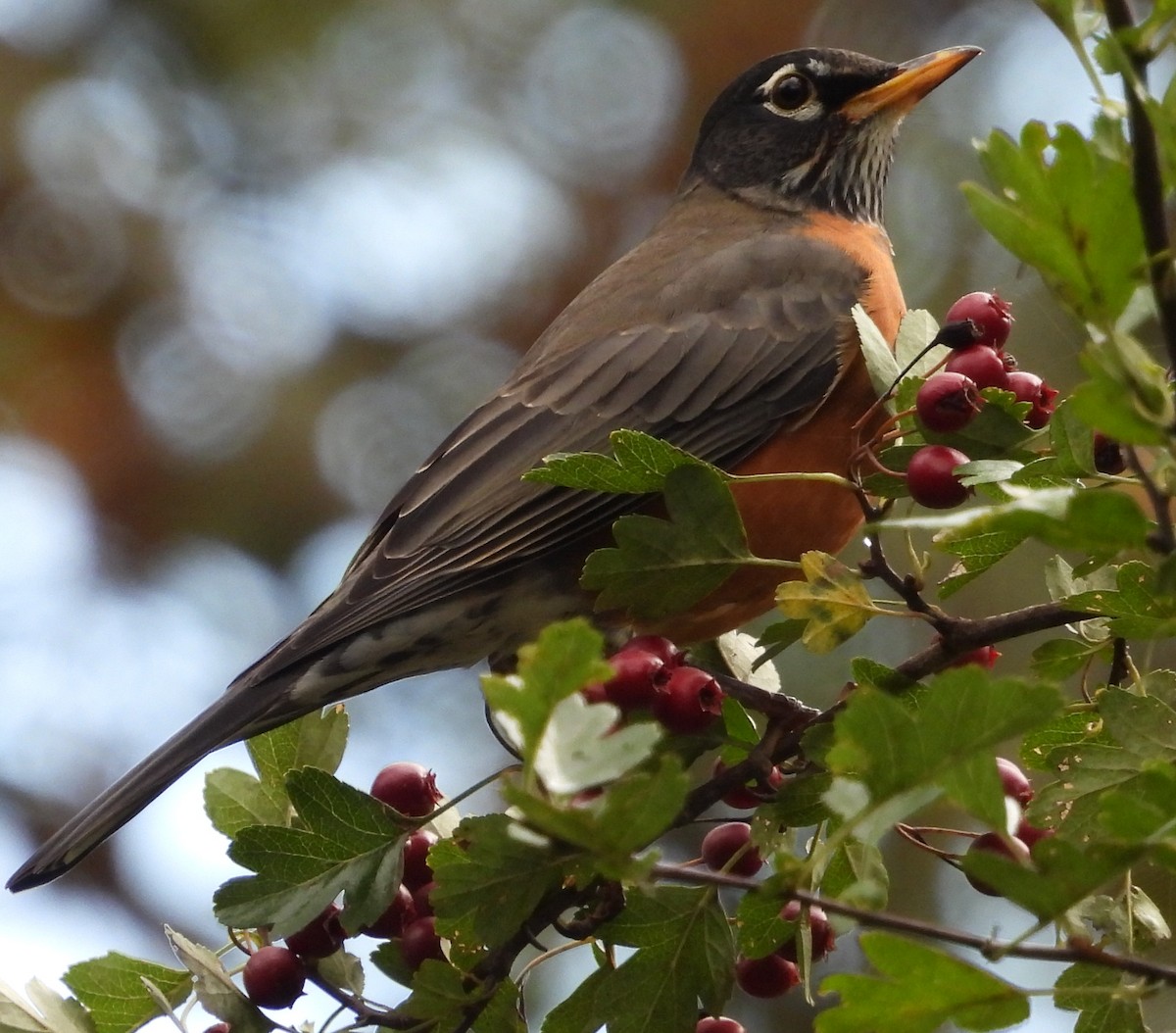 American Robin - ML624463265