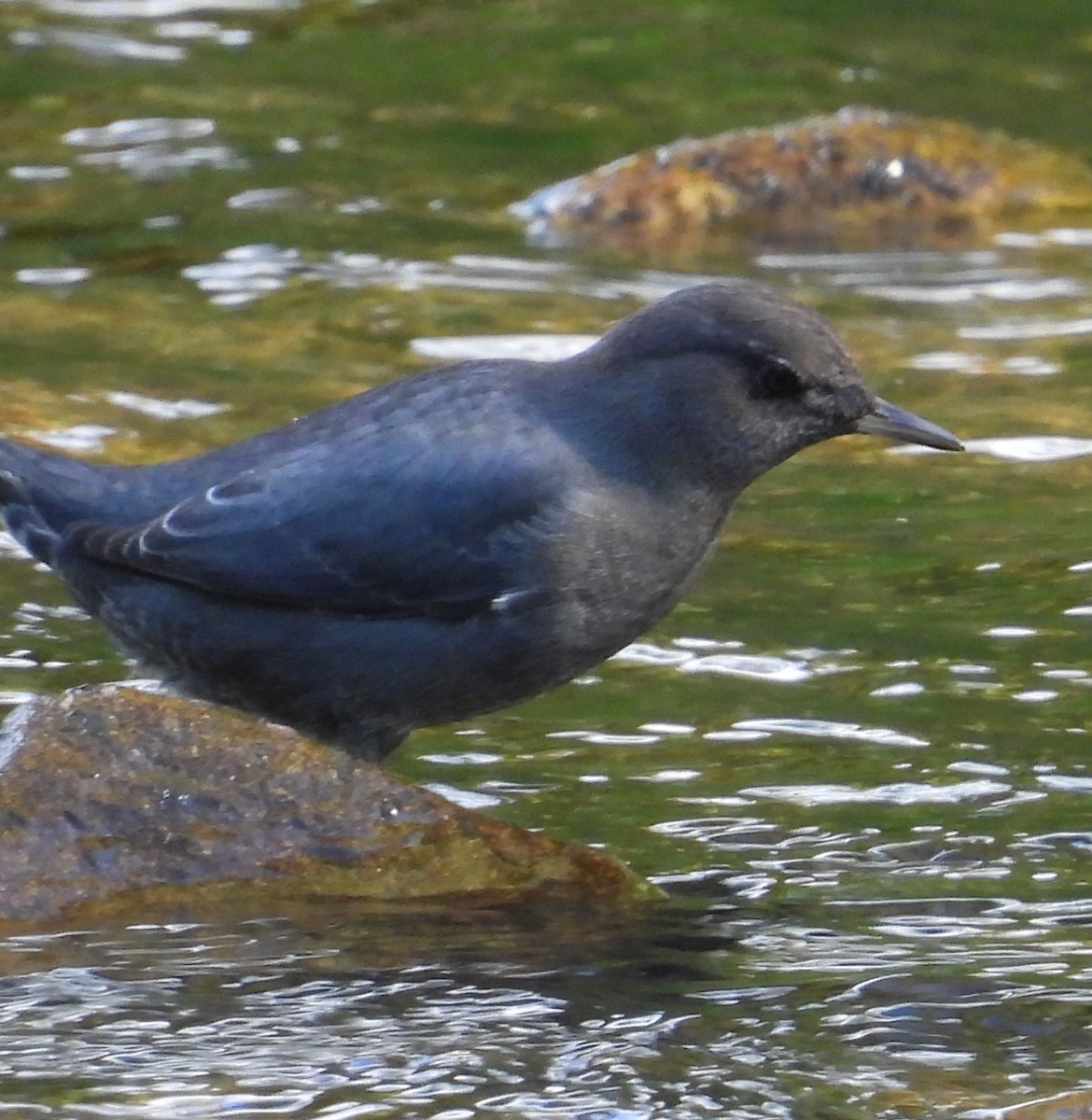 American Dipper - Debbie Segal