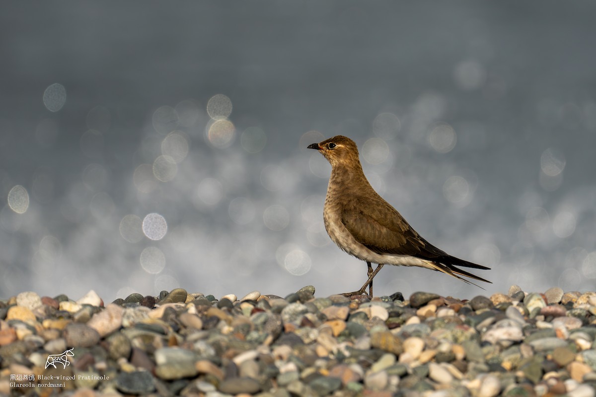 Black-winged Pratincole - ML624463273