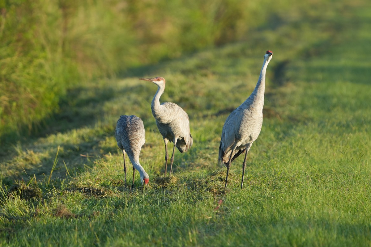 Sandhill Crane - Roger Searcy