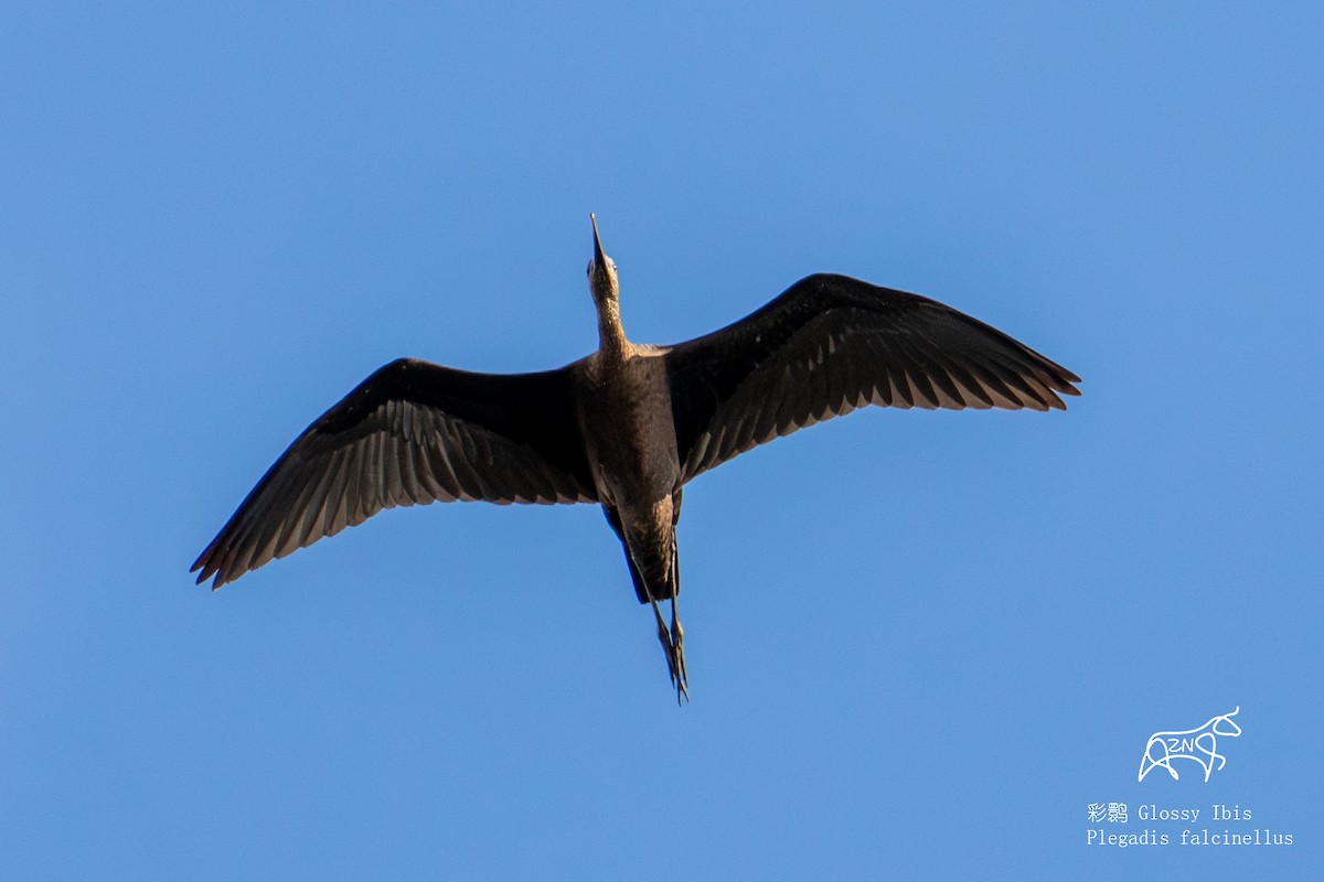 Glossy Ibis - ML624463289