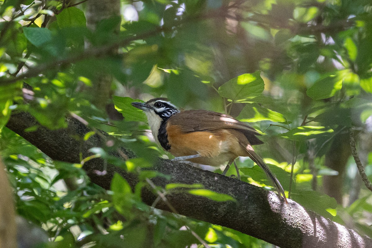 Greater Necklaced Laughingthrush - ML624463308