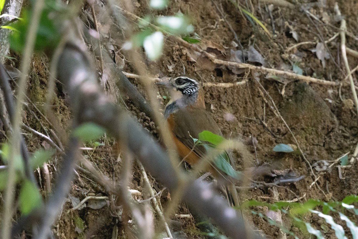 Greater Necklaced Laughingthrush - ML624463309