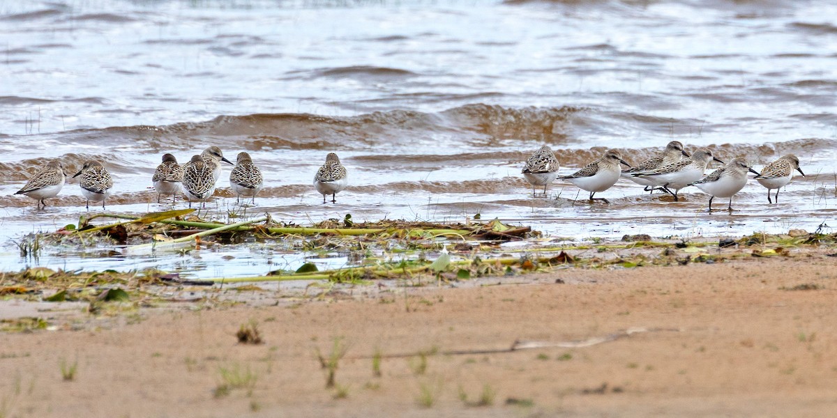 Semipalmated Sandpiper - Sue&Gary Milks