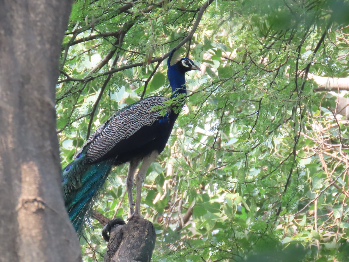 Indian Peafowl - ML624463314