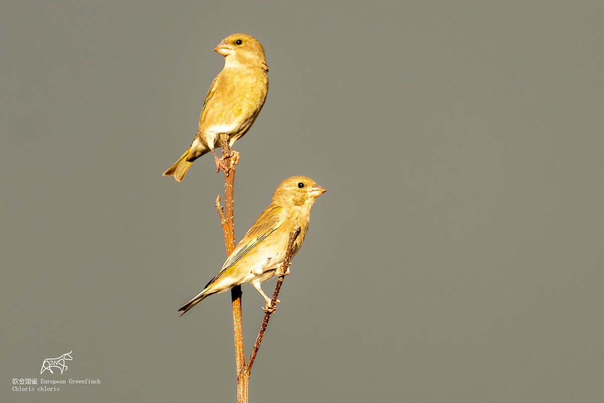 European Greenfinch - ML624463321