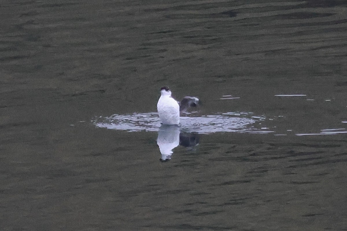 Marbled Murrelet - ML624463325