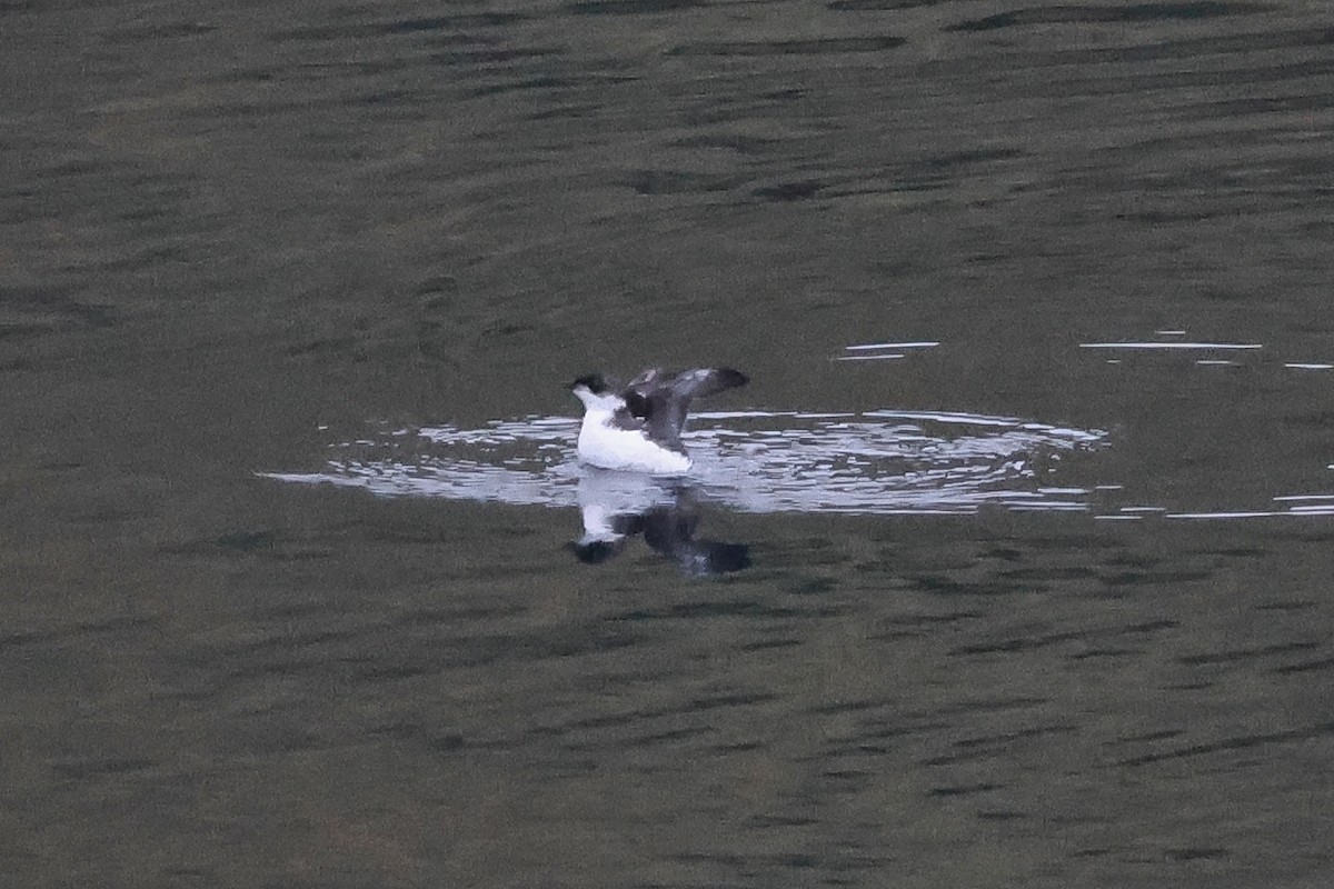 Marbled Murrelet - ML624463326