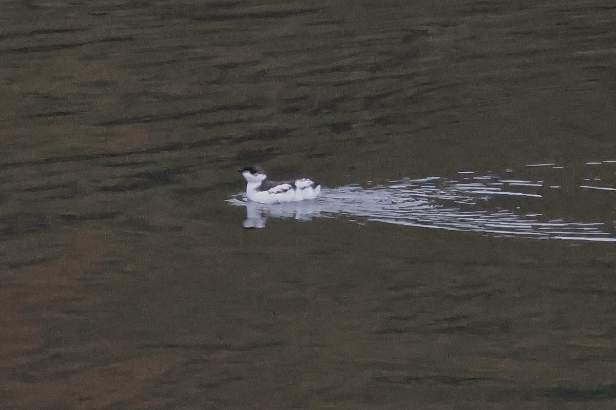 Marbled Murrelet - ML624463327