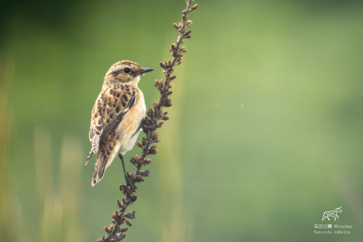 Whinchat - ML624463335