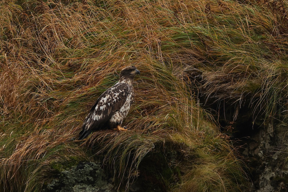 Bald Eagle - ML624463364