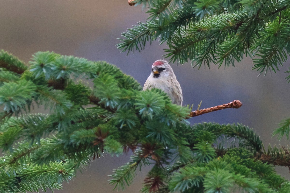 Redpoll (Common/Hoary) - ML624463372