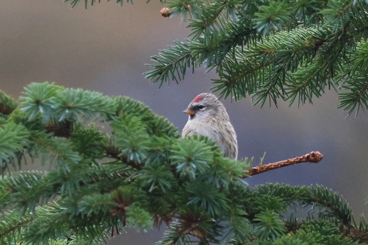 Redpoll (Common/Hoary) - ML624463373